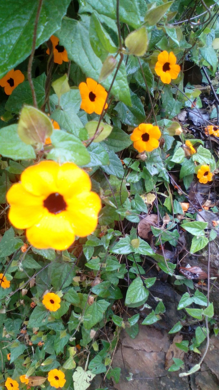 flor amarilla