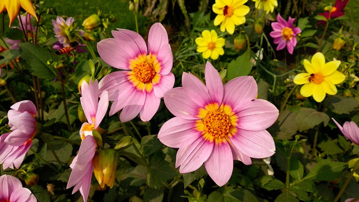 flowers