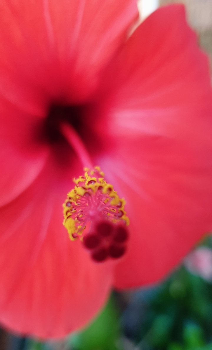 Red ibiscus