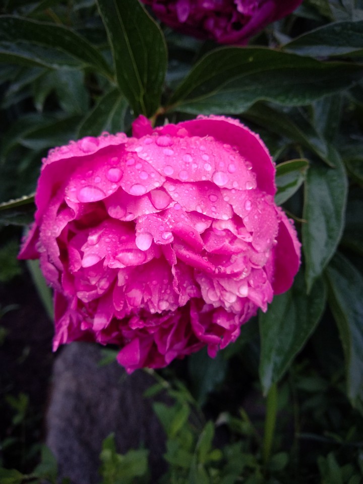 flowers peony