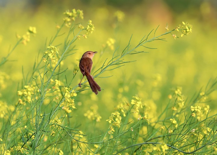 Bird
