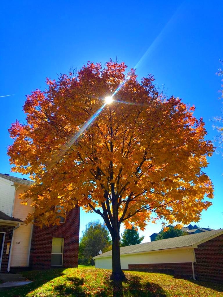 autumn leaves and the sun
