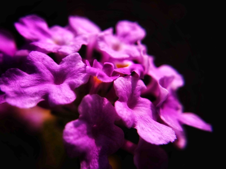 Fuchsia Flower