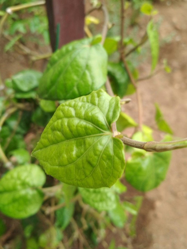 leaf