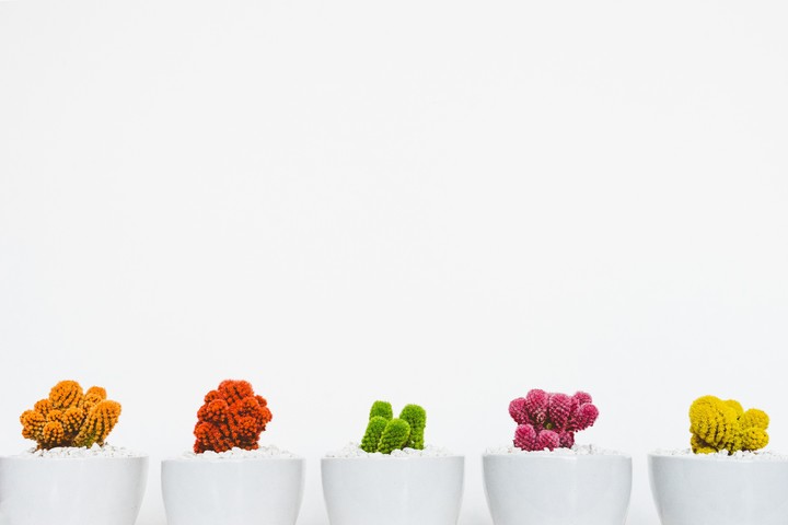 cacti