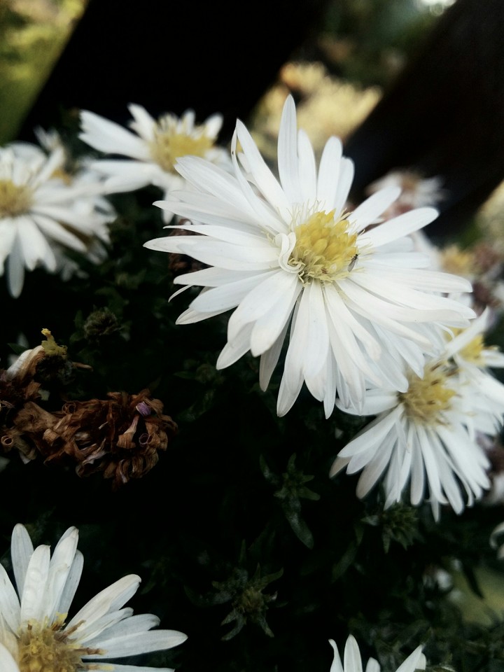 autumn flowers