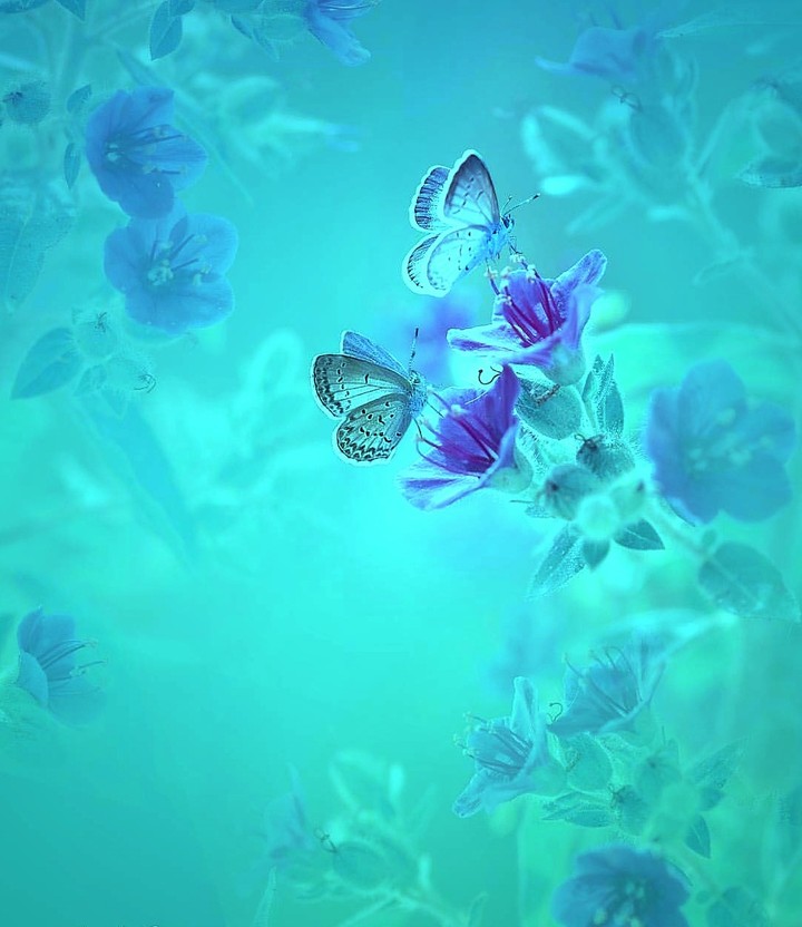 butterfly