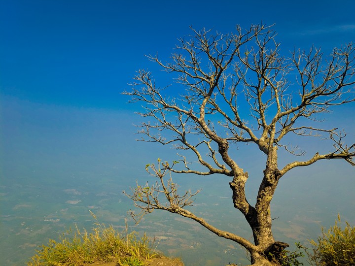 lone tree