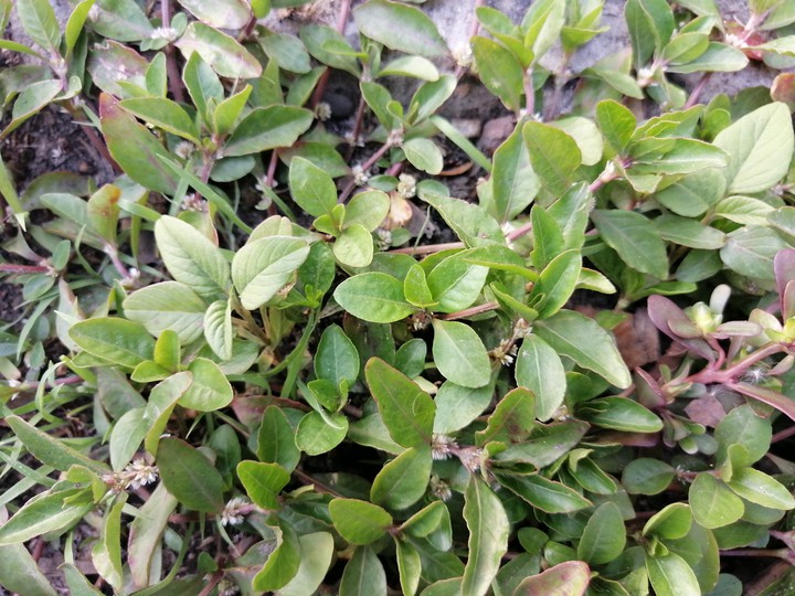 plant