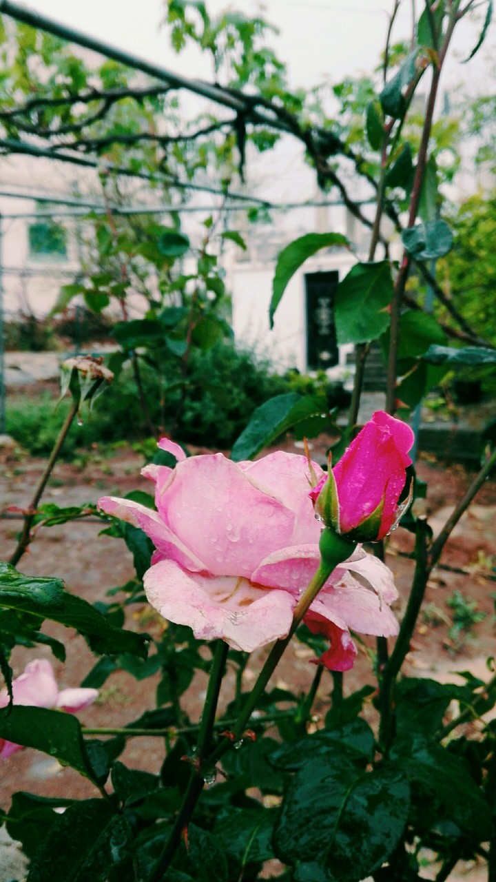 nice flower