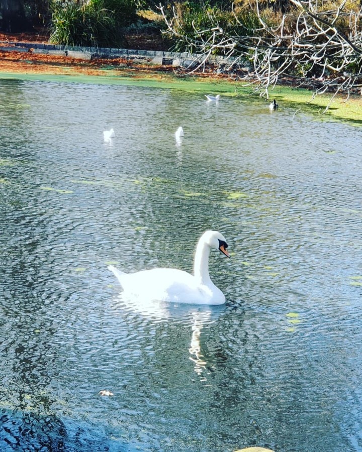 Swan