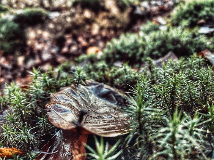Wald
