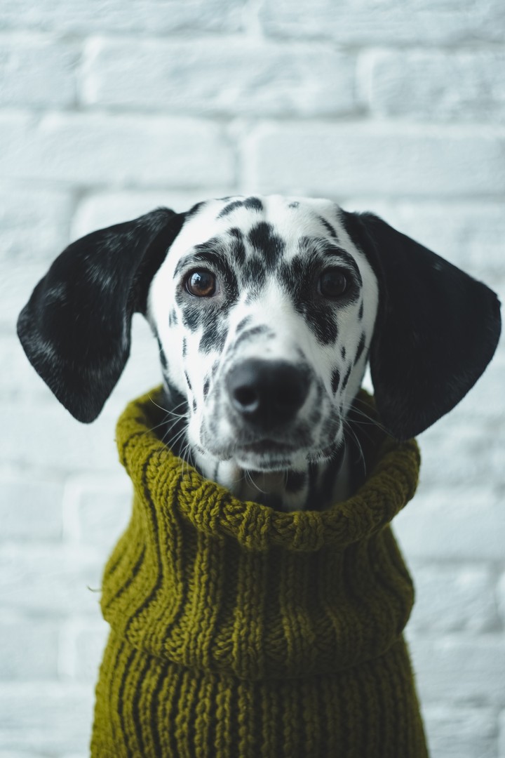 dalmatian Oskar