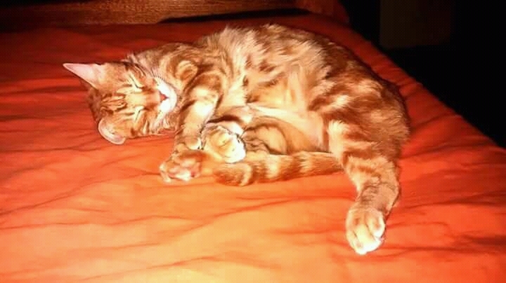 cat