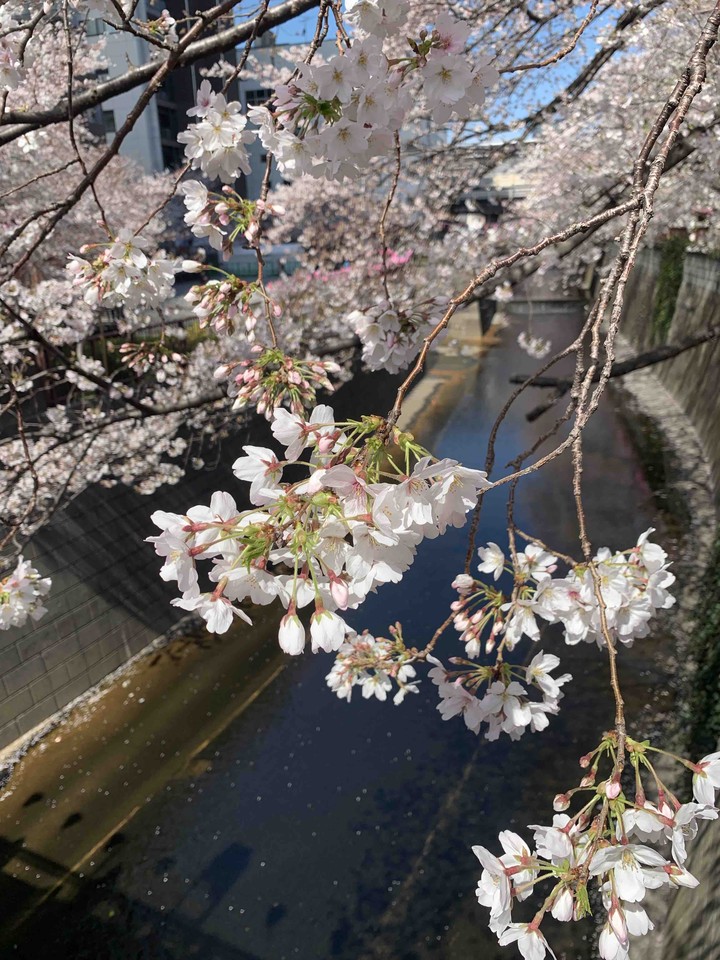 目黑川櫻花