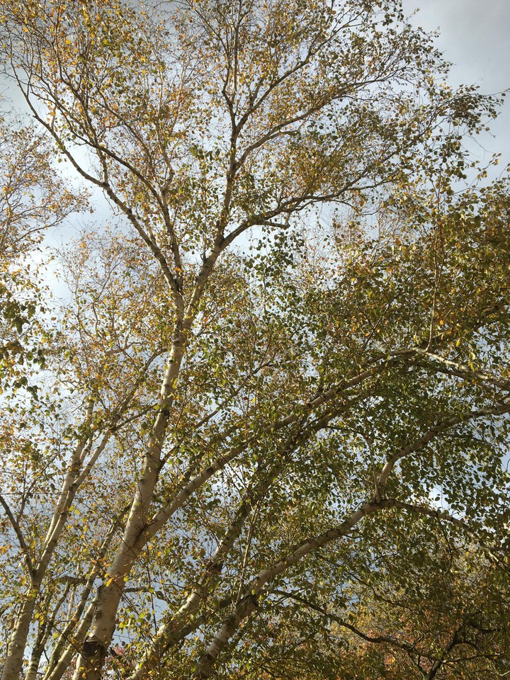 trees in autum!