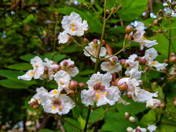 flowers