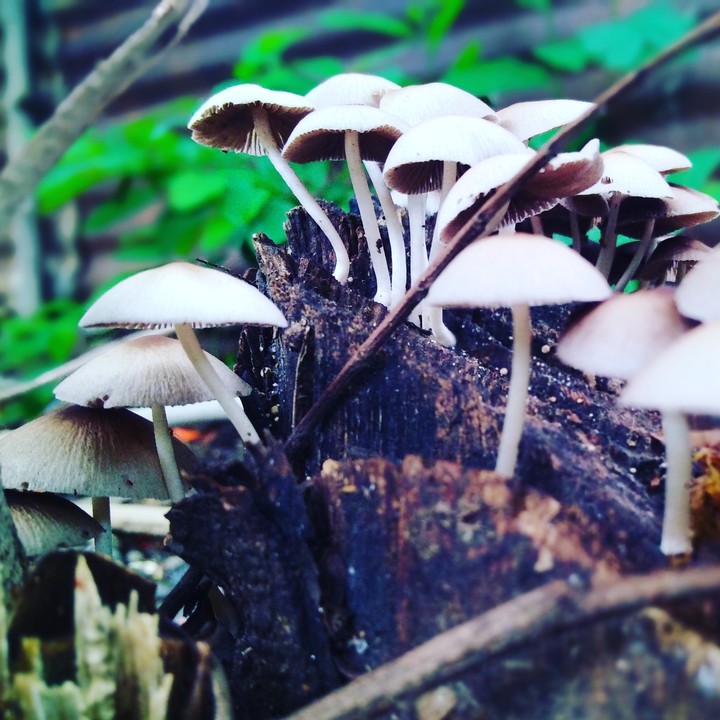 Mashroom