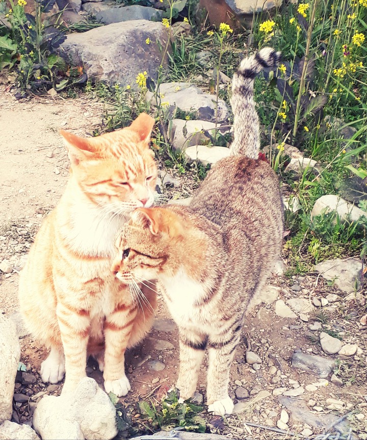고양이