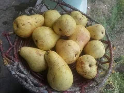 sawat ki nash pati