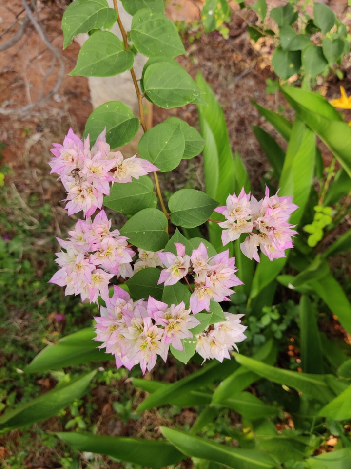 Pink flowers