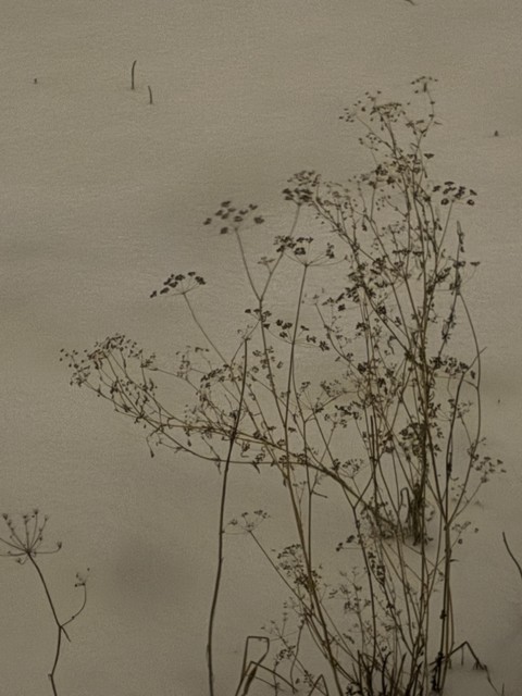 wildflower, twig wallpapers