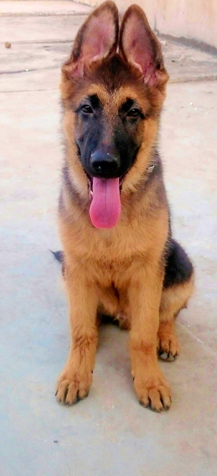 My beautiful dog loyal