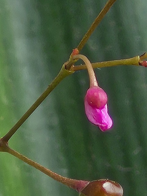 обои Close-up, gesneriaceae