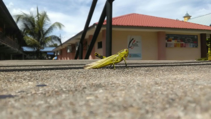 Grasshopper