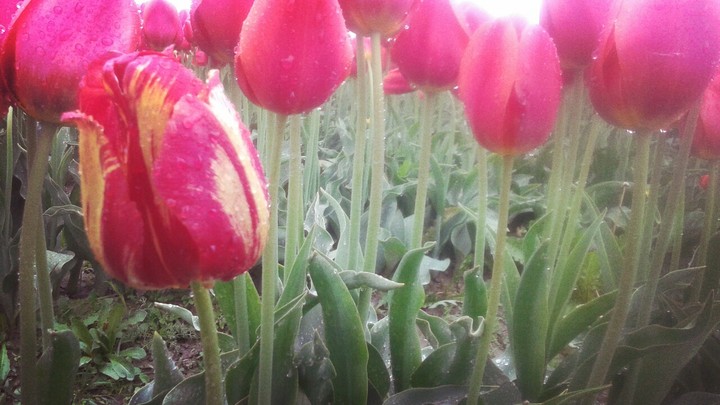 Pink Flower
