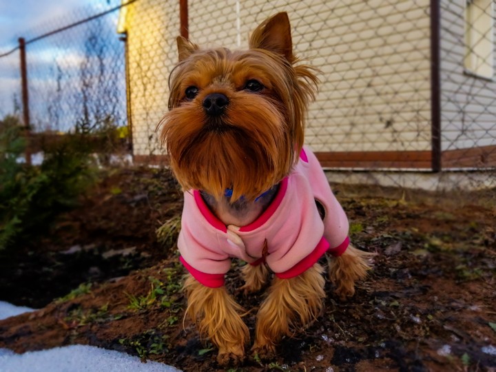 My Yorkshire Terrier