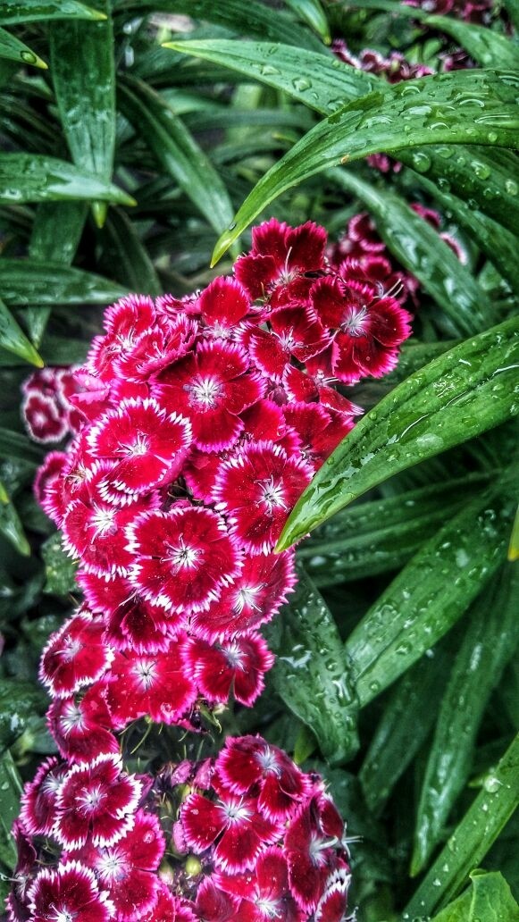 flora