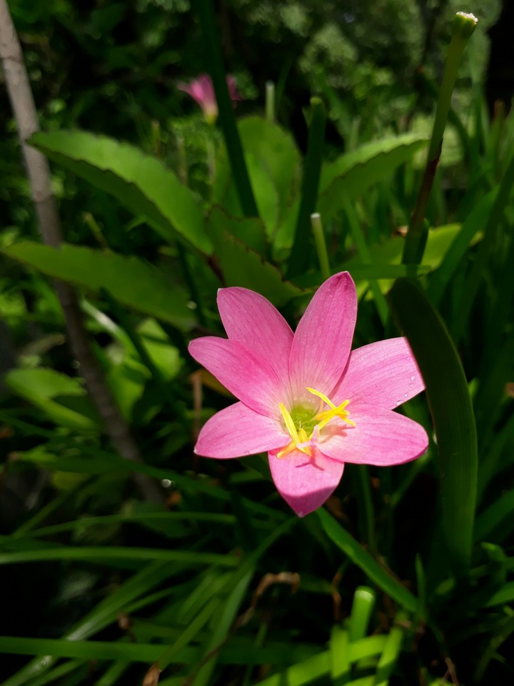 lily