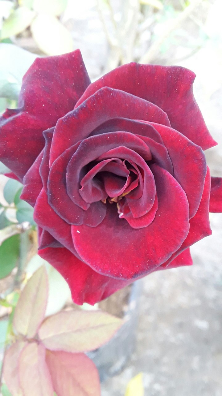 rose