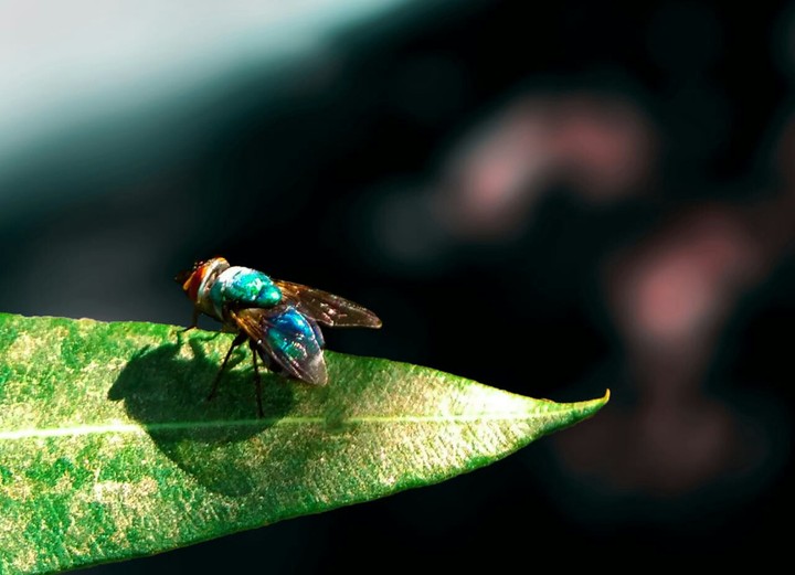 fly..on the leaf.
