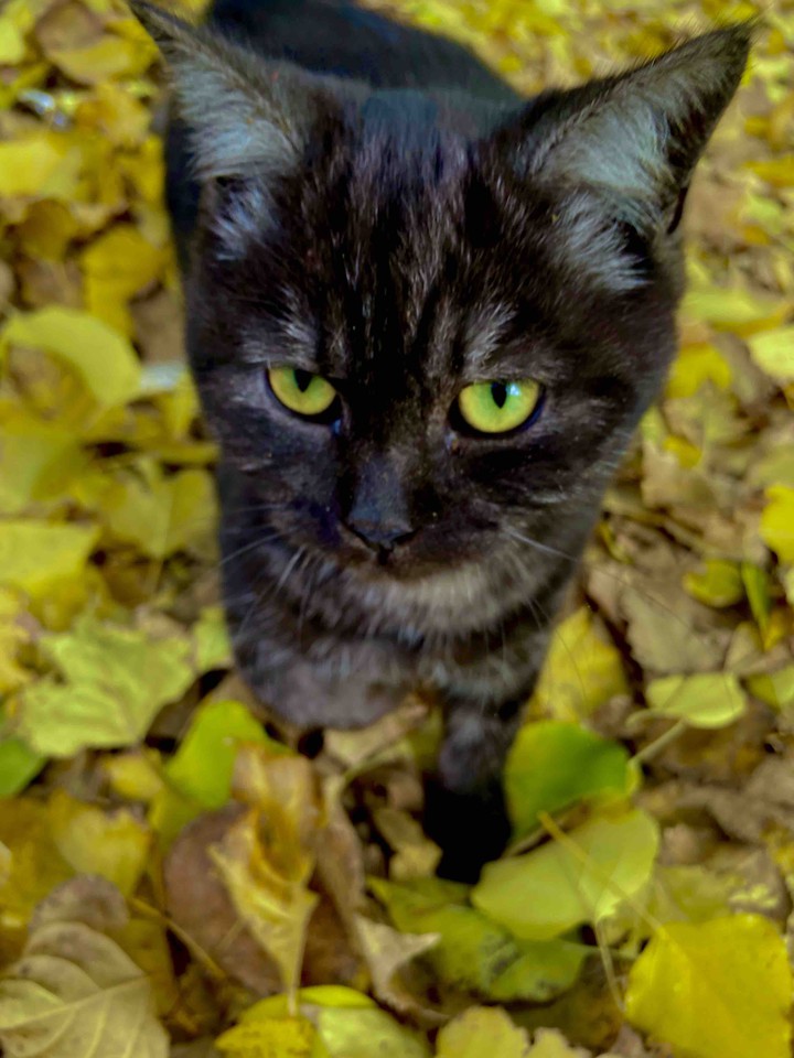 Autumn in the eyes