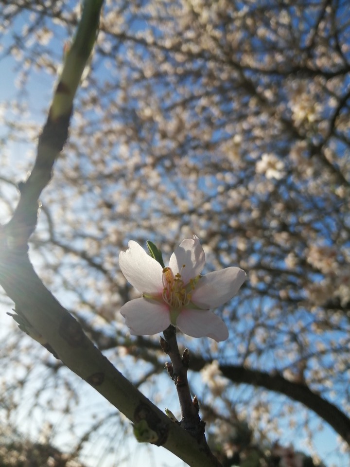 Blossom tree