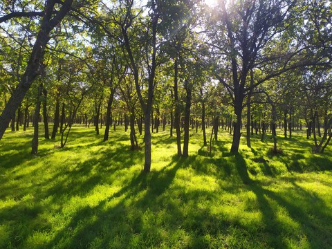 grass green