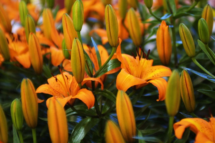 Flower