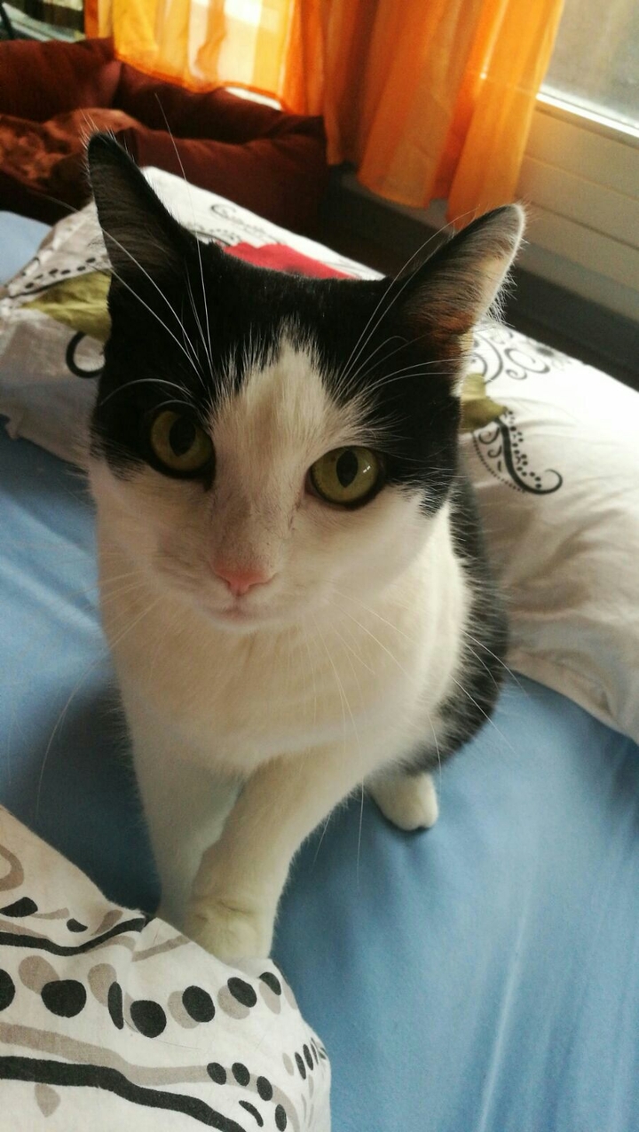The cuttiestCatever