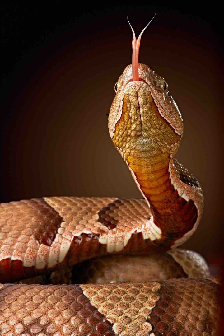 snake