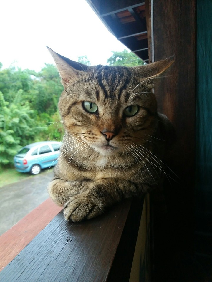 cat