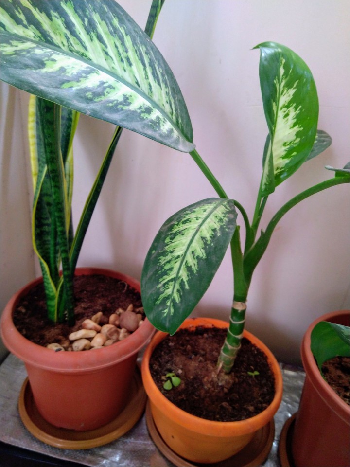 plants