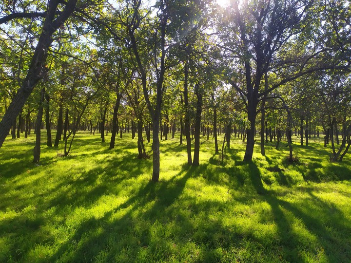 grass green