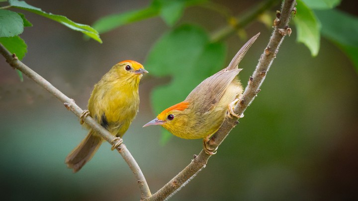 bird
