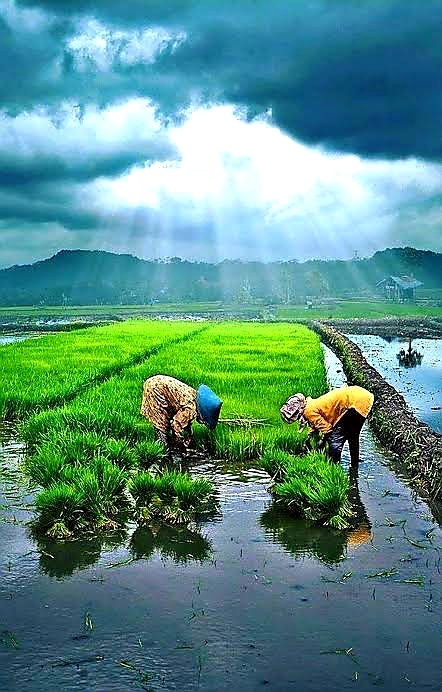 Adequate rainfall is a blessing from God to the farmers