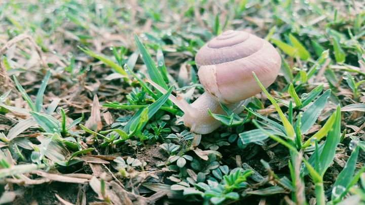 snail in beautiful in the grass