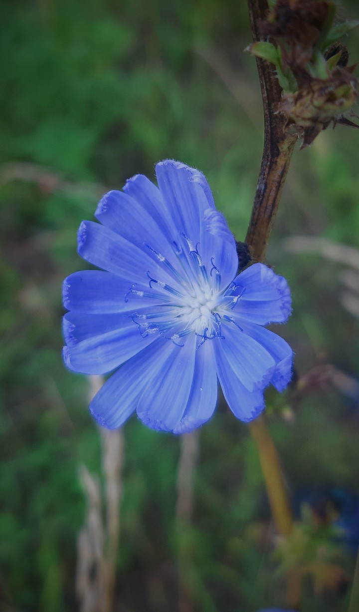 wildflowers