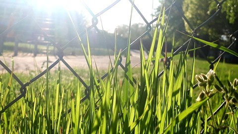 in the sunlight