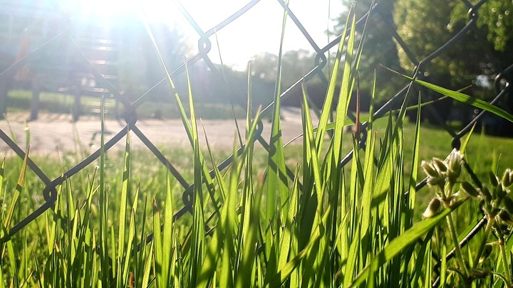 in the sunlight